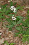 Fourleaf milkweed